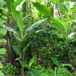 Agroforesterie - Pérou-9