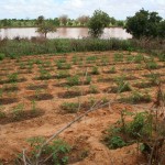 Casiers irrigués de tomates - Niger-4