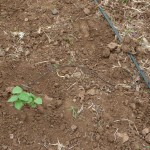 Irrigation du coton au goutte-à-goutte - Inde-14