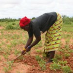 Sarclage des arachides à la daba - Niger-5
