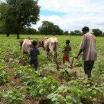 Sarclage du coton à la charrue attelée - Burkina Faso
