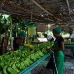 Traitement des bananes - Colombie-8