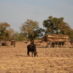 Valorisation des résidus de culture - Burkina Faso-1