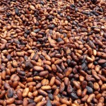 Cacao 1 (fèves fermentées séchées)