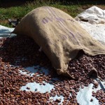Cacao 2 (fèves fermentées)
