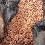 Cacao (fèves en cours de fermentation)